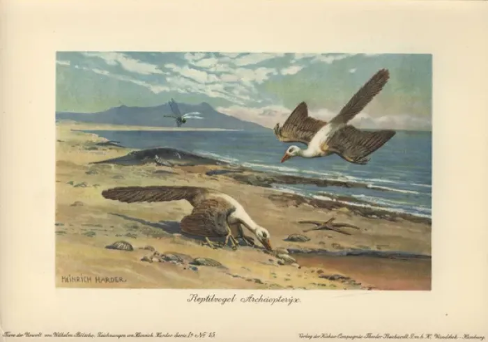 Framed Print : Two Archeopteryx foraging on the shore Framed Print : Two Archeopteryx foraging on the shore