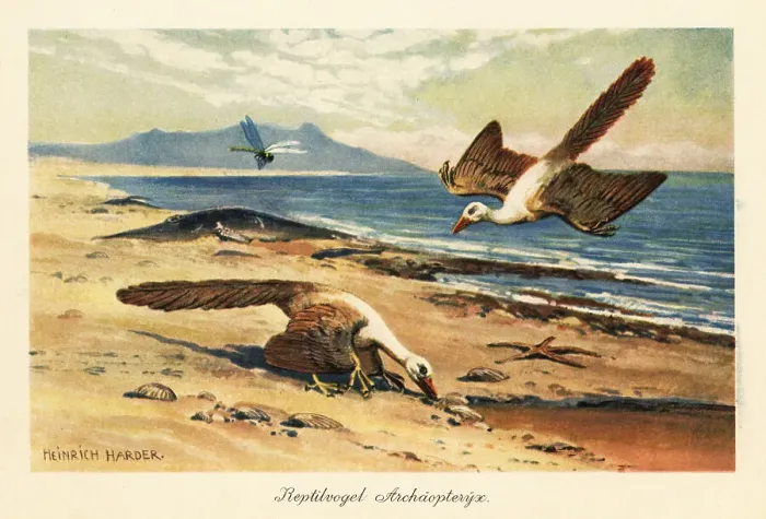 Framed Print : Two Archeopteryx foraging on the shore Framed Print : Two Archeopteryx foraging on the shore