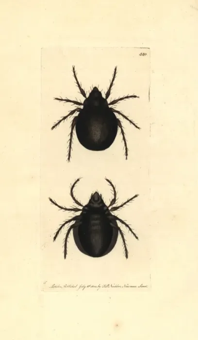 Framed Print : Archipteria coleoptrata mite Framed Print : Archipteria coleoptrata mite