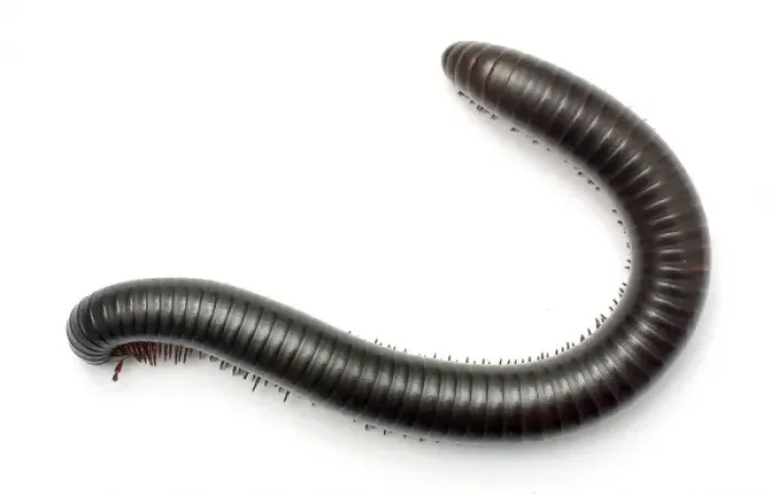 Framed Print : Archispirostreptus gigas, African giant black millipede Framed Print : Archispirostreptus gigas, African giant black millipede