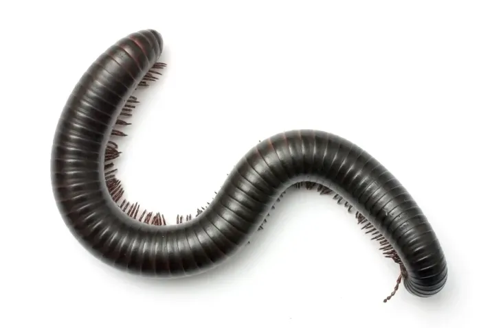 Framed Print : Archispirostreptus gigas, African giant black millipede Framed Print : Archispirostreptus gigas, African giant black millipede