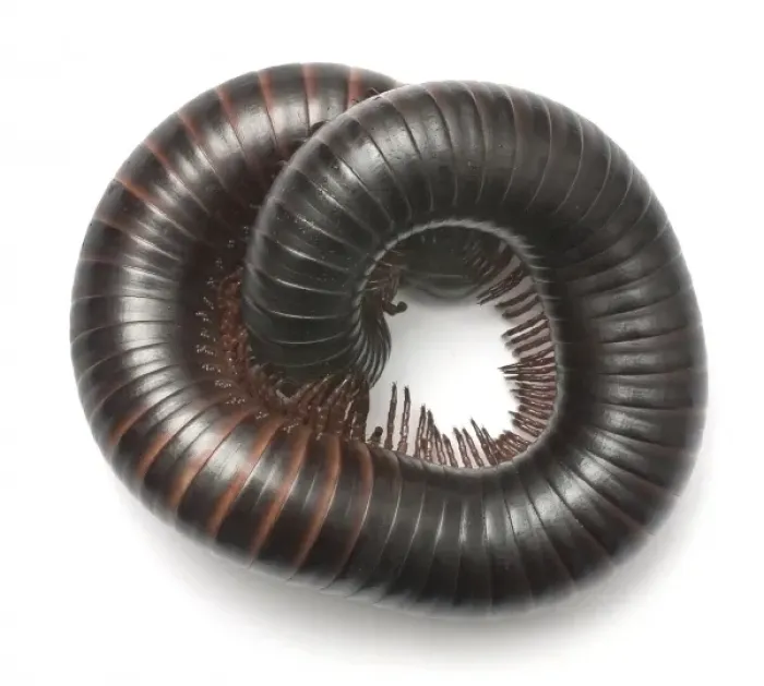 Framed Print : Archispirostreptus gigas, African giant black millipede Framed Print : Archispirostreptus gigas, African giant black millipede
