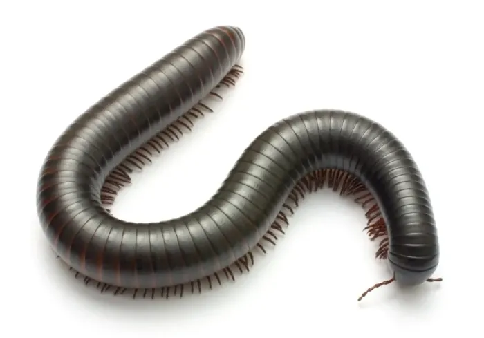 Framed Print : Archispirostreptus gigas, African giant black millipede Framed Print : Archispirostreptus gigas, African giant black millipede