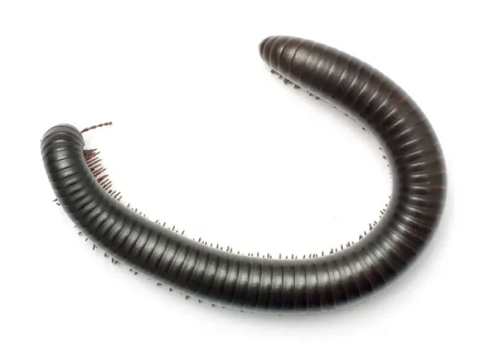 Framed Print : Archispirostreptus gigas, African giant black millipede Framed Print : Archispirostreptus gigas, African giant black millipede