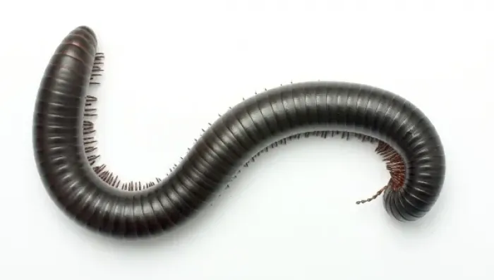 Framed Print : Archispirostreptus gigas, African giant black millipede Framed Print : Archispirostreptus gigas, African giant black millipede