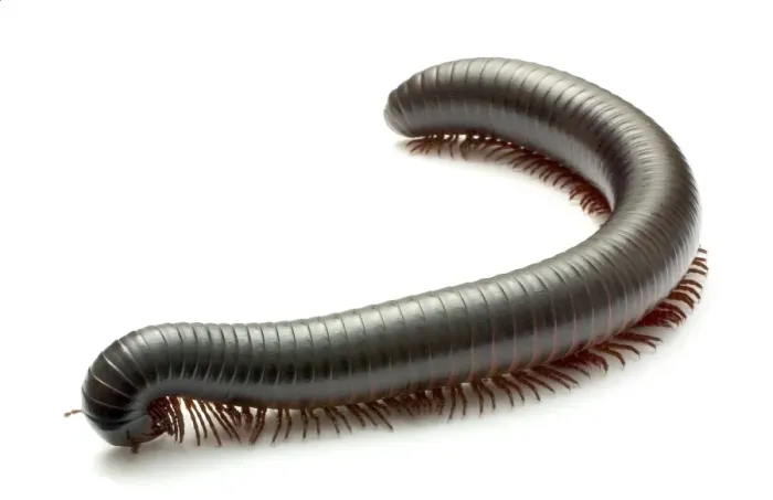 Framed Print : Archispirostreptus gigas, African giant black millipede Framed Print : Archispirostreptus gigas, African giant black millipede
