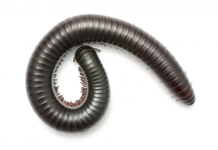 Framed Print : Archispirostreptus gigas, African giant black millipede Framed Print : Archispirostreptus gigas, African giant black millipede