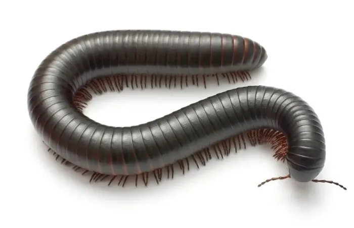 Framed Print : Archispirostreptus gigas, African giant black millipede Framed Print : Archispirostreptus gigas, African giant black millipede