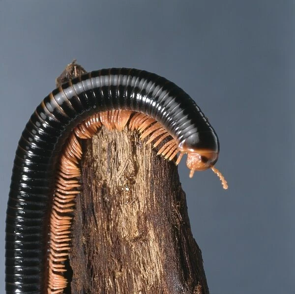Archispirostreptus spp, giant millipede