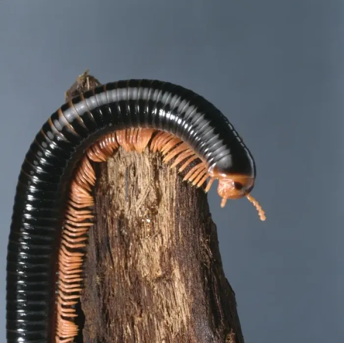 Framed Print : Archispirostreptus spp, giant millipede Framed Print : Archispirostreptus spp, giant millipede