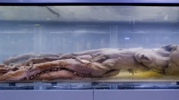 Framed Print : Architeutis dux, giant squid Framed Print : Architeutis dux, giant squid