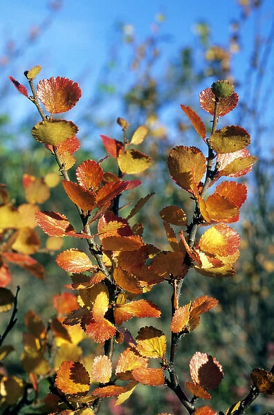 Arctic Birch  /  Dwarf Birch - leaves in autumn