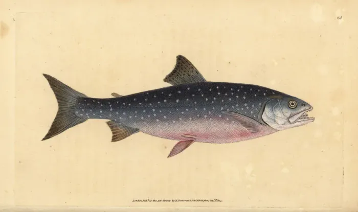 Framed Print : Arctic char, Salvelinus alpinus alpinus Framed Print : Arctic char, Salvelinus alpinus alpinus