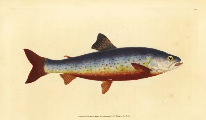 Framed Print : Arctic charr, Salvelinus alpinus alpinus Framed Print : Arctic charr, Salvelinus alpinus alpinus