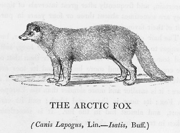 Arctic Fox (Bewick)
