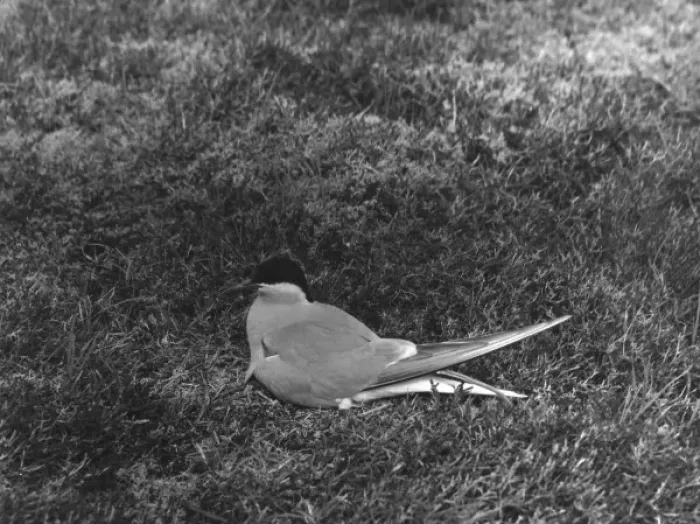 Framed Print : Arctic Tern