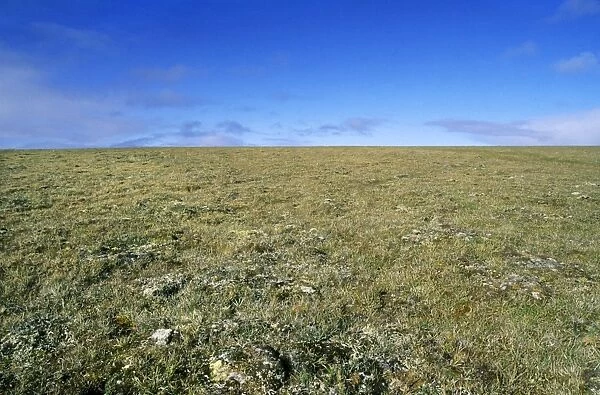 Arctic tundra landscape