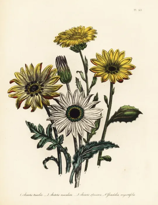 Framed Print : Arctotis and grindelia species Framed Print : Arctotis and grindelia species