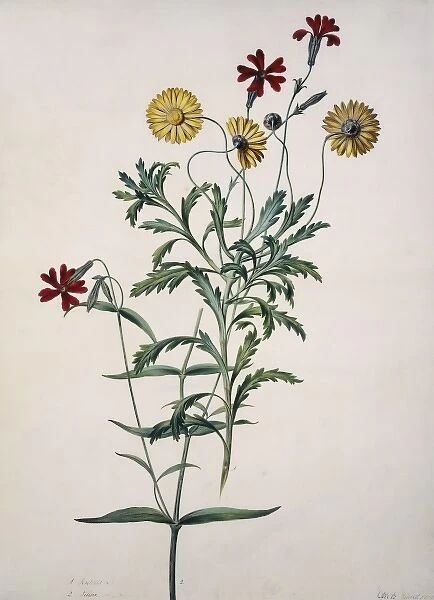 Arctotis sp. South African daisy