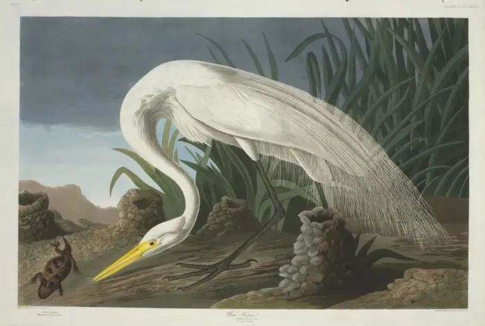 Framed Print : Ardea alba, great egret Framed Print : Ardea alba, great egret