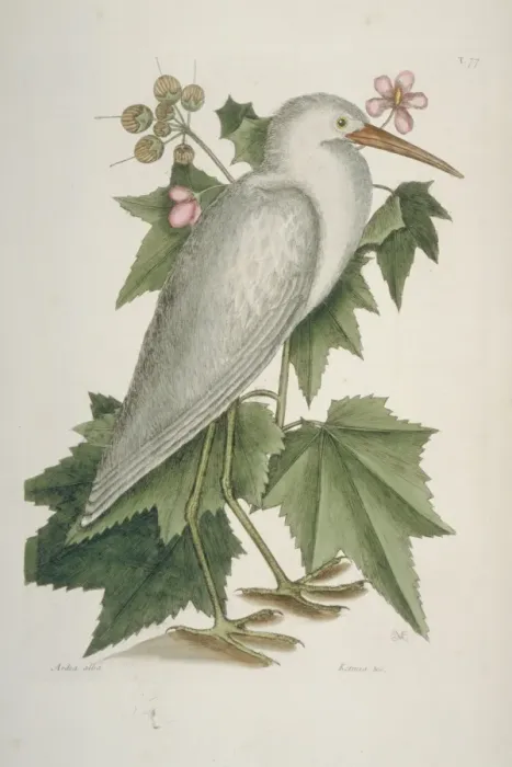Framed Print : Ardea alba, great egret Framed Print : Ardea alba, great egret