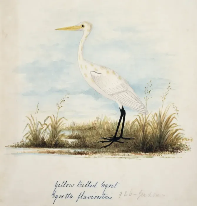 Framed Print : Ardea alba, great egret Framed Print : Ardea alba, great egret
