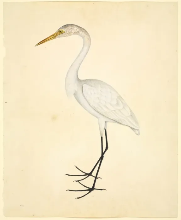 Framed Print : Ardea alba, great egret Framed Print : Ardea alba, great egret