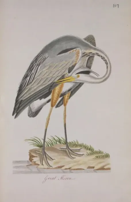 Framed Print : Ardea herodias, great blue heron Framed Print : Ardea herodias, great blue heron