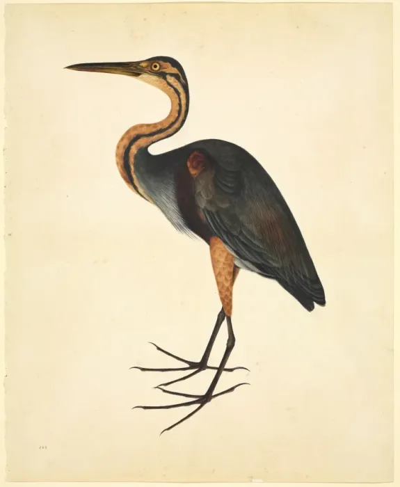 Framed Print : Ardea purpurea, purple heron Framed Print : Ardea purpurea, purple heron