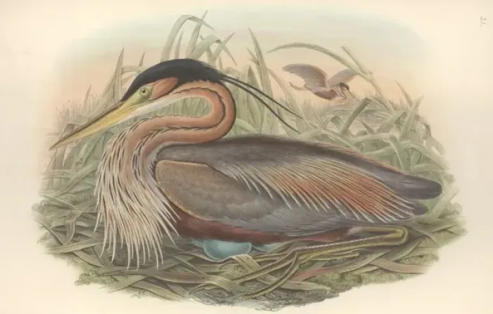 Framed Print : Ardea purpurea, purple heron Framed Print : Ardea purpurea, purple heron