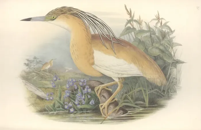 Framed Print : Ardeola ralloides, squacco heron Framed Print : Ardeola ralloides, squacco heron