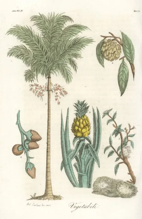 Framed Print : Areca palm, pineapple and jackfruit Framed Print : Areca palm, pineapple and jackfruit