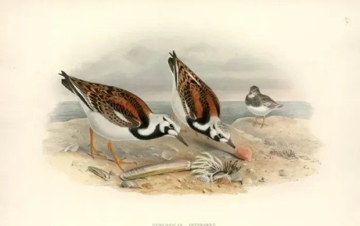 Framed Print : Arenaria interpres, ruddy turnstone Framed Print : Arenaria interpres, ruddy turnstone