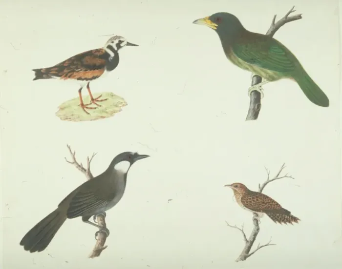 Framed Print : Arenaria interpres, ruddy turnstone and other birds Framed Print : Arenaria interpres, ruddy turnstone and other birds