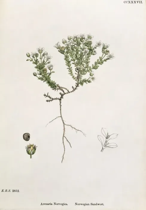 Framed Print : Arenaria norvegica, Norwegian sandwort Framed Print : Arenaria norvegica, Norwegian sandwort