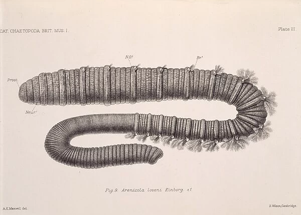 Arenicola loveni, polychaete worm