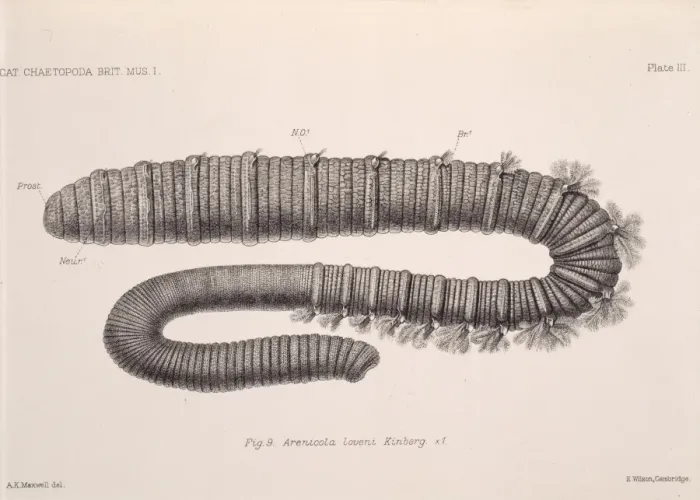 Framed Print : Arenicola loveni, polychaete worm Framed Print : Arenicola loveni, polychaete worm