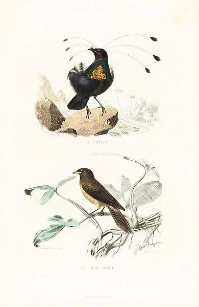 Arfak parotia and yellow-billed oxpecker