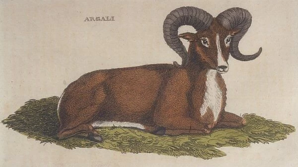 Argali Sheep 1814