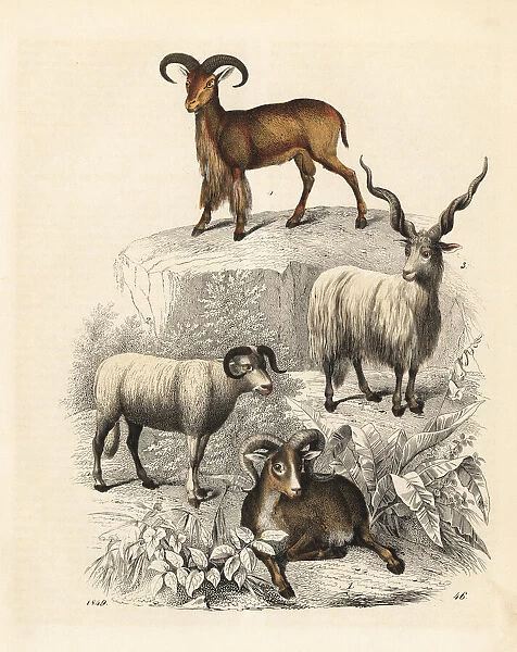 Argali, sheep, Racka sheep and Barbary sheep