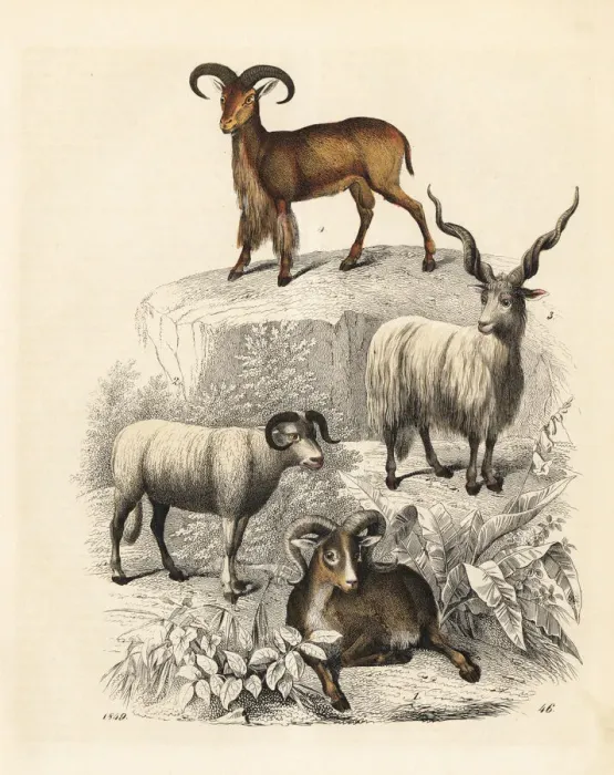 Framed Print : Argali, sheep, Racka sheep and Barbary sheep Framed Print : Argali, sheep, Racka sheep and Barbary sheep