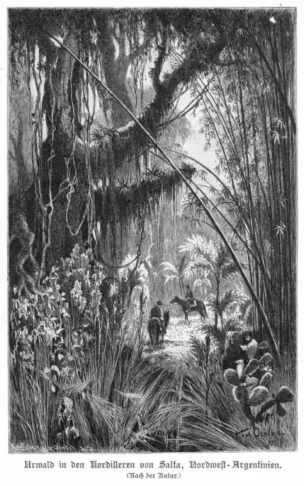 Framed Print : Argentina Forest Scene Framed Print : Argentina Forest Scene