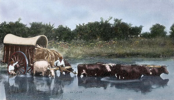 Argentina. Yoke of oxen wading a lagoon