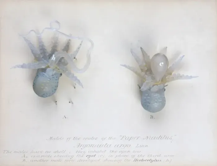 Framed Print : Argonauta argo (males), octopus Framed Print : Argonauta argo (males), octopus