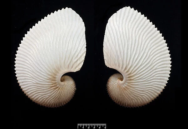 Brown Paper Argonaut seashell 