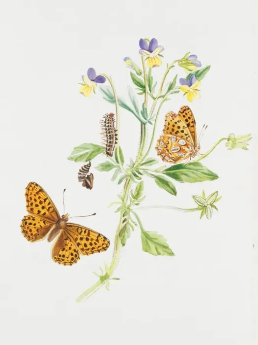 Framed Print : Argynnis lathonia, Queen of Spain fritillary Framed Print : Argynnis lathonia, Queen of Spain fritillary