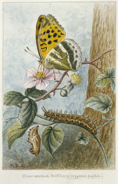 Framed Print : Argynnis paphia, silver-washed fritillary Framed Print : Argynnis paphia, silver-washed fritillary