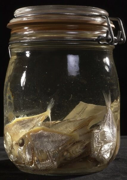 Argyropelecus sp. hatchetfish