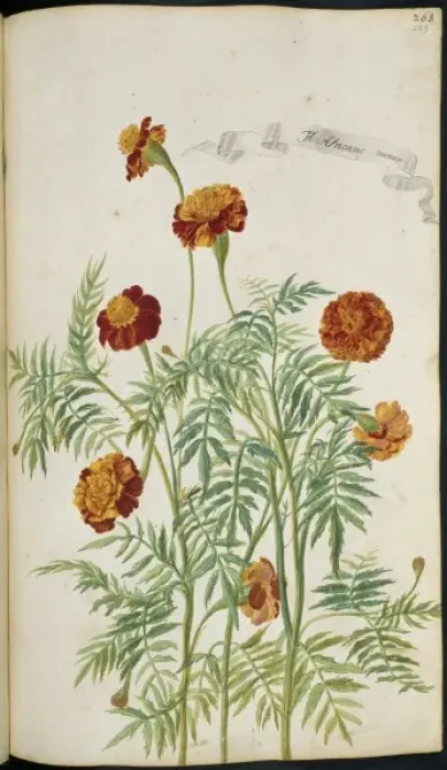 Framed Print : Aricanis minor, marigold Framed Print : Aricanis minor, marigold