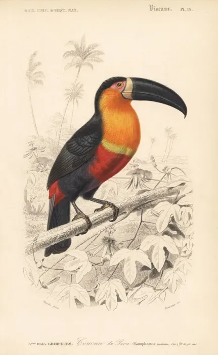 Framed Print : Ariel toucan, Ramphastos vitellinus ariel Framed Print : Ariel toucan, Ramphastos vitellinus ariel